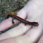 Western red-backed salamander