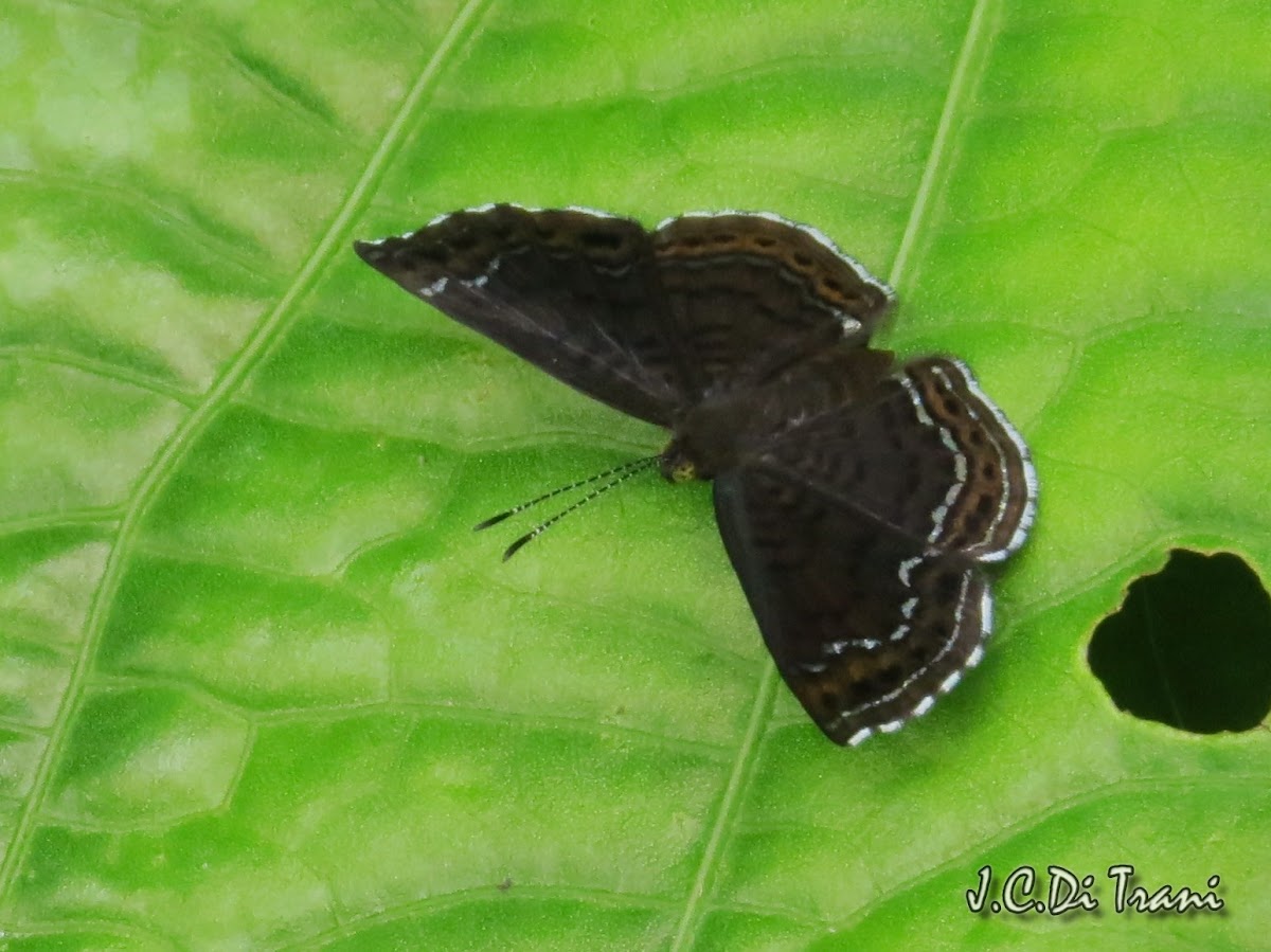 Riodinid Butterfly