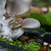 Oyster mushroom/Gewone oesterzwam