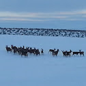 Mule Deer