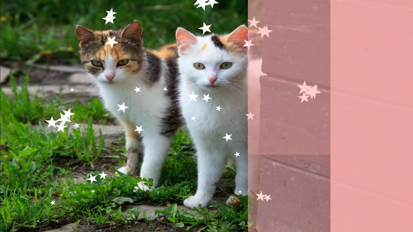 Baby Discover Cats Screen 2