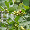 Yaupon Holly berries, immature