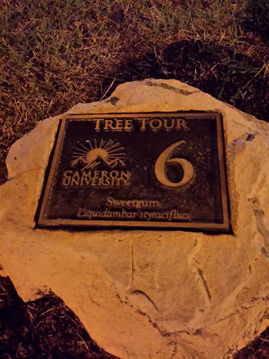 Tree Tour #6