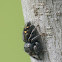 Bold jumping spider (atypical juvenile)