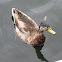 (Eclipse) Mallard Duck