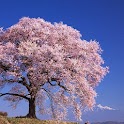 Real 3D Sakura