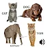 Animal sounds5.2