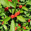 Baya de invierno. American Winterberry