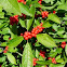 Baya de invierno. American Winterberry