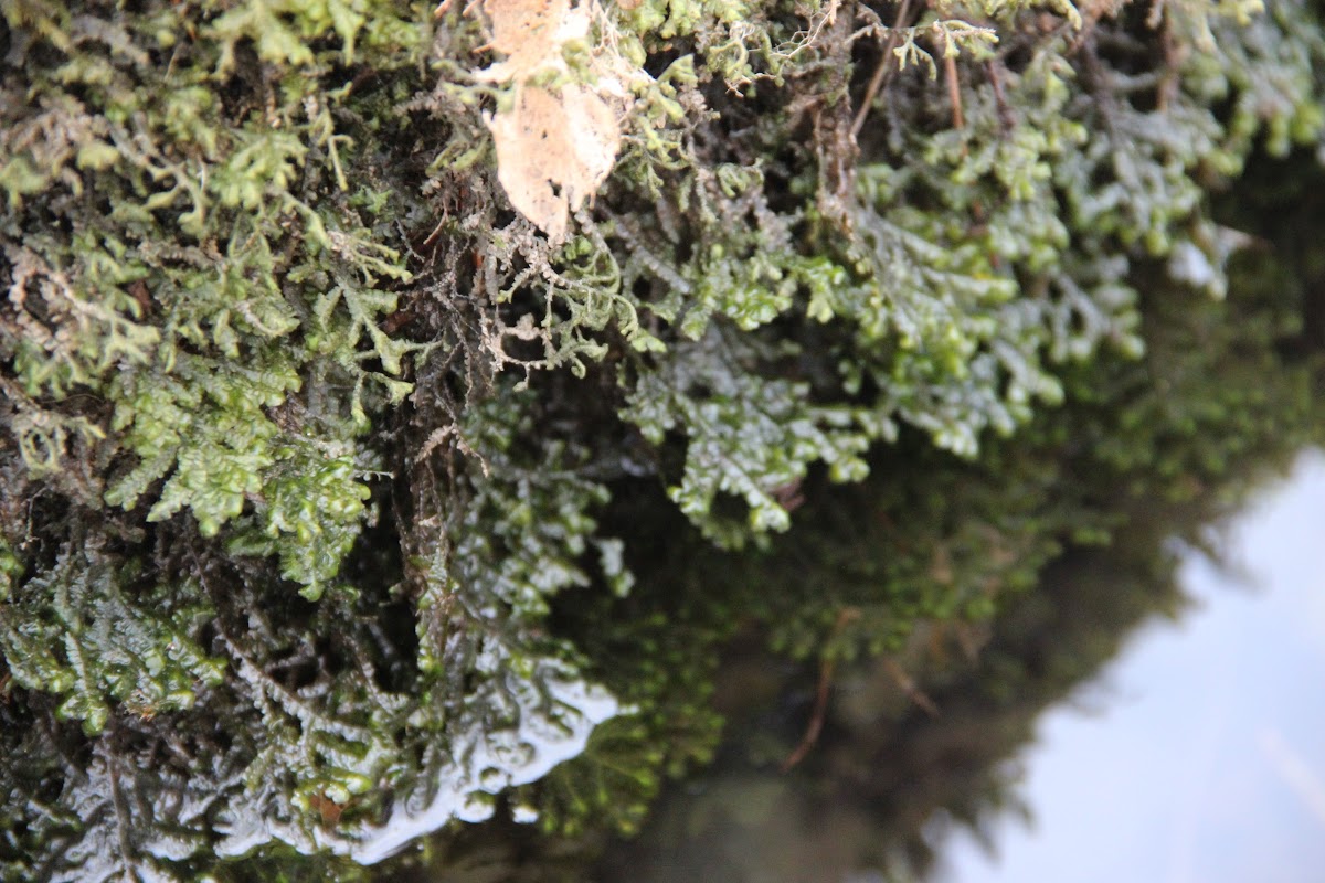 Leafy Liverwort