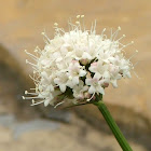 Mountain Heliotrope