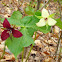 Red trillium and white form