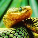 Snakes Bible logo