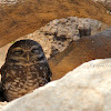 Western Burrowing Owl