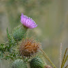 Thistle