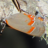 Red-banded hairstreak