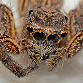 by Eko Janu - Animals Insects & Spiders
