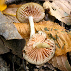Entoloma mushroom