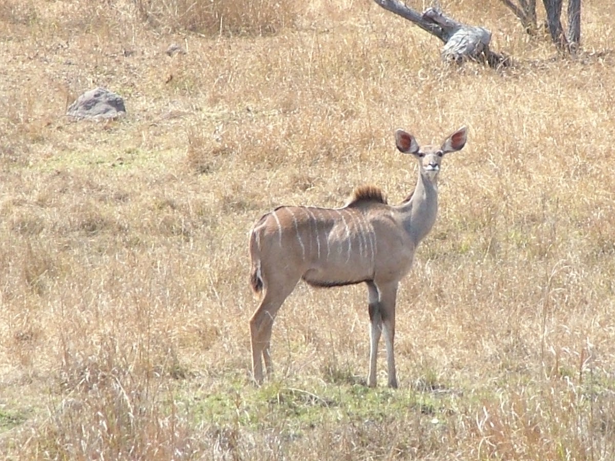 Greater Kudu