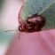 Brown variegated flea beetle