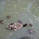 Black swan &turtles