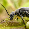 Dark Blister Beetle