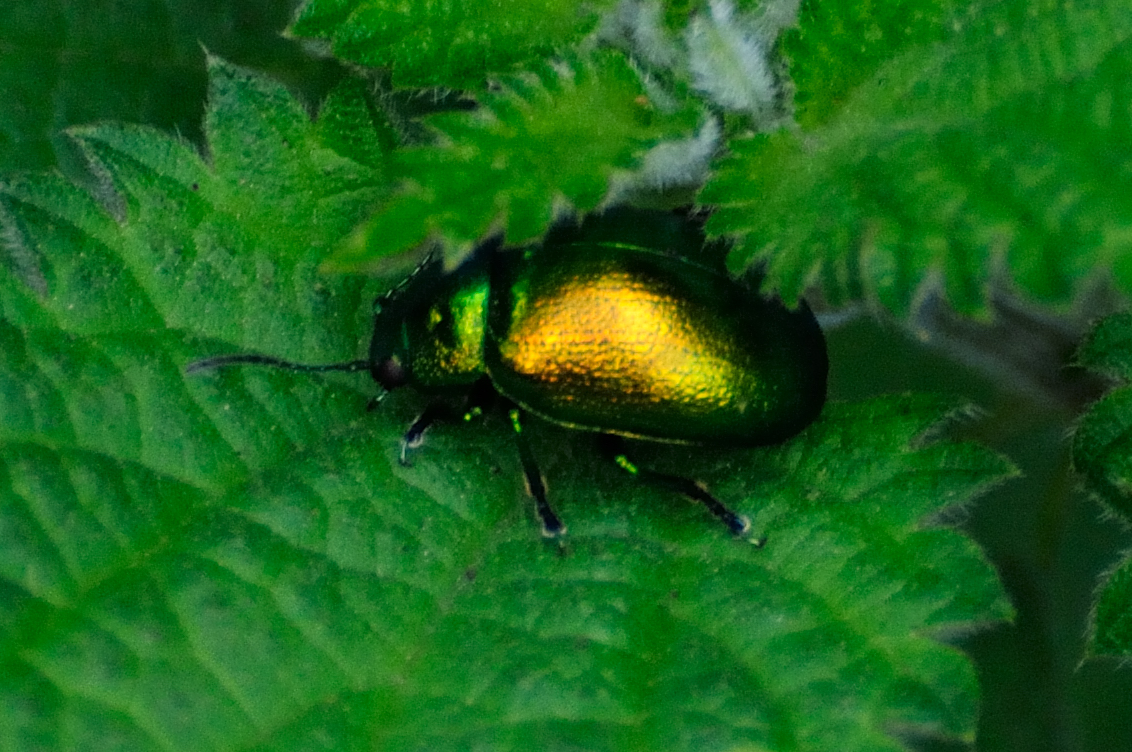 Mint Beetle; Escarabajo de la Menta