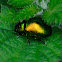 Mint Beetle; Escarabajo de la Menta