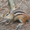 Eastern Chipmunk