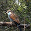 Racquet-tailed Roller
