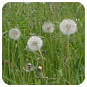 Pollen (de) logo