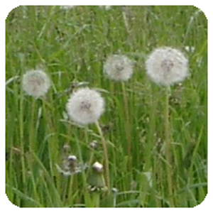 Pollen (de) 1.7 Icon