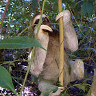three-toed sloth