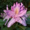 Rhododendron (azalea)