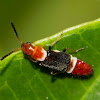 Soft-wing Flower beetle