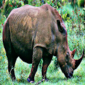 Rhino Sound Effects logo