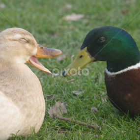 Happy by Nadia Chatterton - Animals Birds