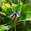 Unknown Scollid Wasp