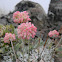 Cushion Buckwheat