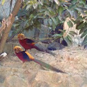 Golden Pheasant