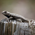 Western Fence Lizard