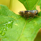 Coppery leafhopper