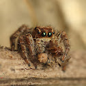 Jumping Spider (Female)