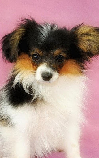 免費下載個人化APP|Papillon Cute Dog Wallpapers app開箱文|APP開箱王