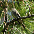 Eastern Wood Peewee