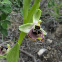 Bornmueller's Ophrys