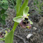 Bornmueller's Ophrys