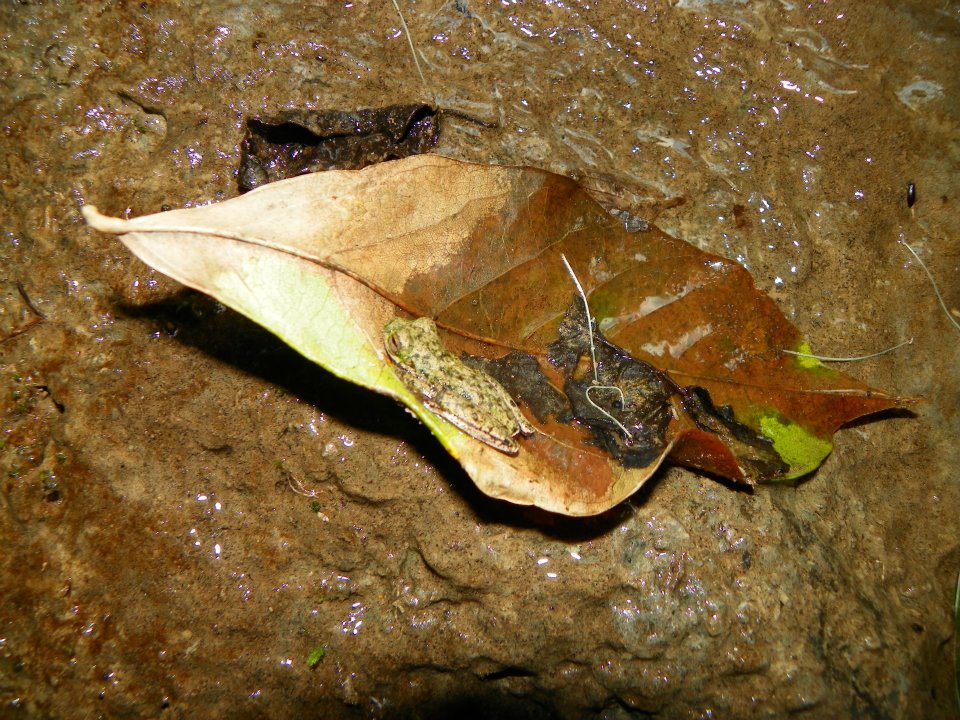 Small-eared Treefrog