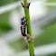 Ladybug Larvae