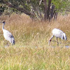 Brolga or Australian Crane